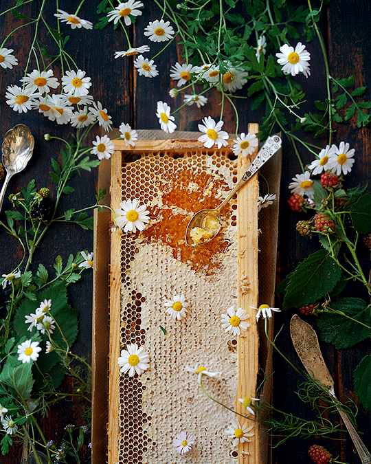 Honeycomb surrounded by flowers and herbs