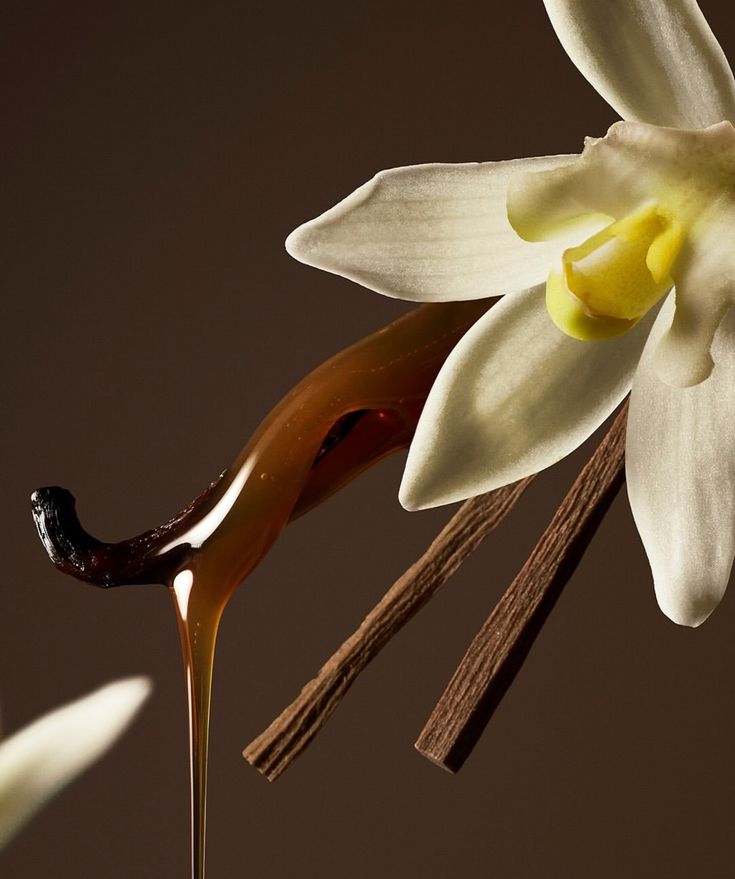 Vanilla flower and bean with flowing honey